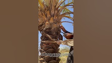Manual Pruning of Date Palm Tree at Height Good tools and machinery can increase work efficiency.