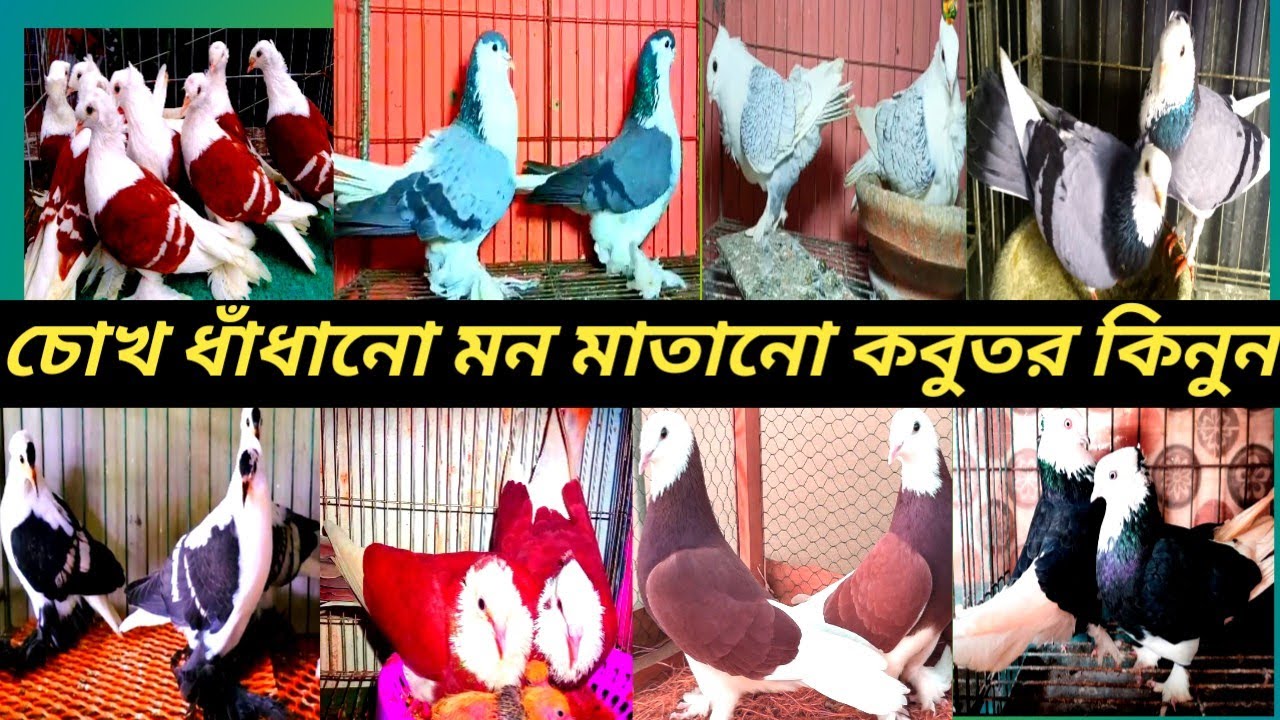 সরাসরি খামার থেকে কবুতর কিনুন চোখদাদানো মন মাতানো 