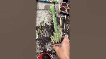 It’s 2024, time to grow a cactus plant till it fruits🌵This is also a 2.5yr cactus pear plant update