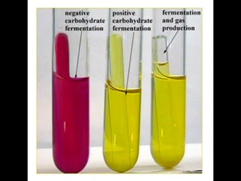 Carbohydrate Fermentation