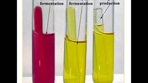 Phenyl red broth test : Carbohydrate fermentation test