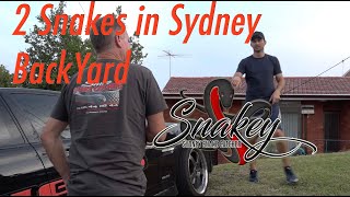 Sydney Snake Catcher ~ 'Snakey' | Episode 8 | 2 Deadly Snakes in BackYard