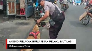 Anjing Pelacak Buru Jejak Pelaku Mutilasi