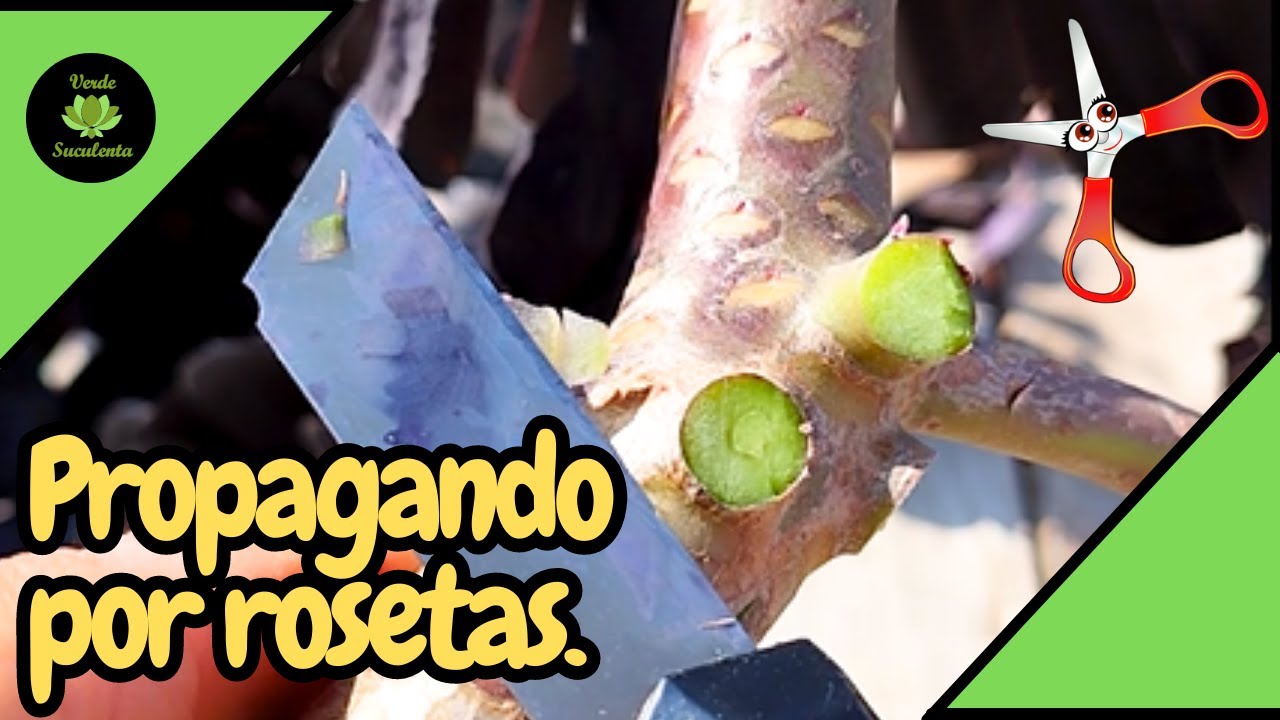 Detalles a tomar en cuenta al propagar 