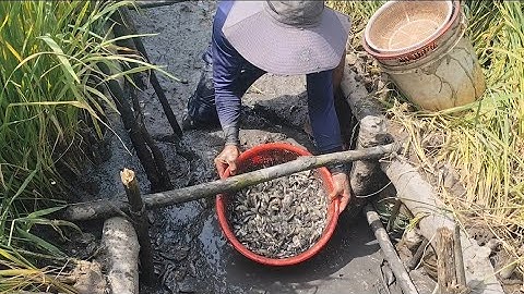 Giải cứu cá rô đồng mắc cạn (T107) 