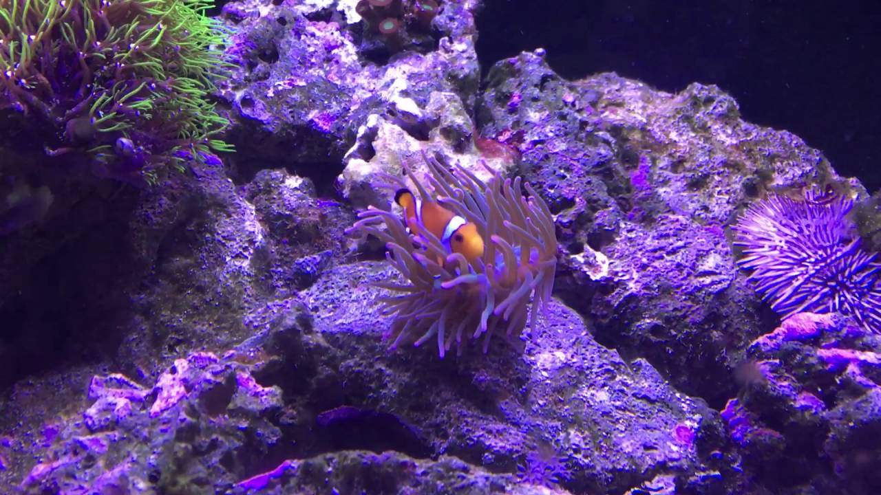 Stubby Fish stubby clownfish hosting anemone - YouTube