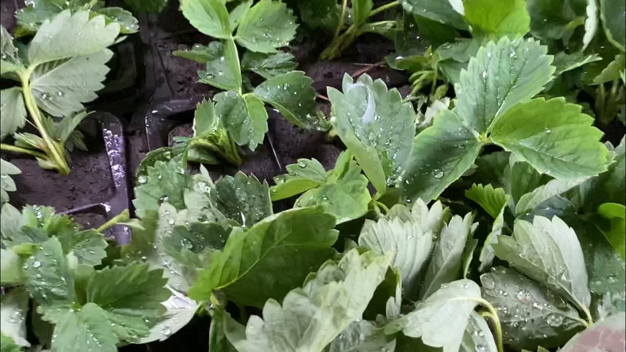 Полив в огороде клубники. Земляника руяна пикировка рассады. Полив рассады земляники. Рассада клубники корни. Полив рассады земляники.