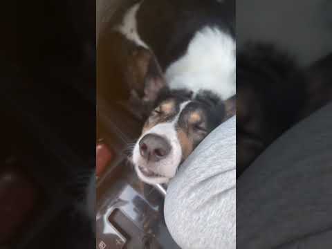 Мой собачий нос 🐶 #собака #животные #собакадруг #animals #dog #doglife #dogshorts #dogs #funny