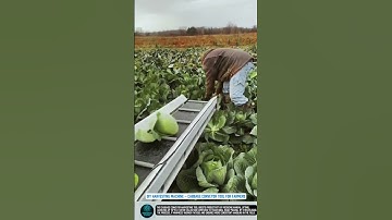DIY Harvesting Machine – Cabbage Conveyor Tool for Farmers