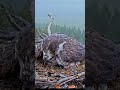 Maman Osprey protecting chicks 👩  #shorts #birds #osprey
