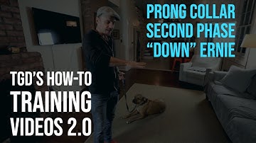 How-To Prong Collar | 2nd Phase  | "Down" - With Ernie