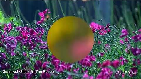 سورة الشعراء القارئ محمد كمال هاشم