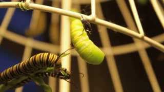 Monarch caterpillar to Chrysalis Metamorphosis by Infinite Ink 28 views 8 years ago 6 minutes, 35 seconds