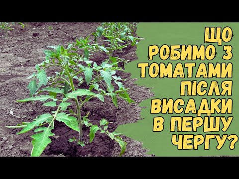 видео: Що робимо з томатами після висадки в першу чергу?