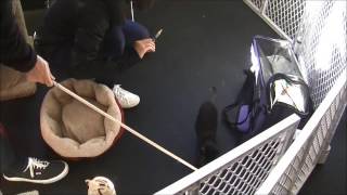 Kitten Kindergarten screenshot 2