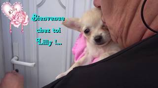 Chihuahua poil long : Arrivée à la maison