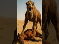 Horse vs Camel 🐎🐫 | Who Wins?
