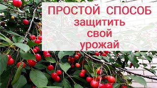 САМЫЙ ПРОСТОЙ СПОСОБ ЗАЩИТЫ ЯГОД ВИШНИ ОТ ПТИЦ. Белорусская деревня.