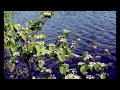 虹色の湖  中村晃子