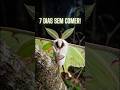 O animal que NÃO TEM BOCA: O ciclo trágico da Mariposa-Luna! 🦋⏳