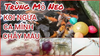 PHÒNG TRỊ TRÙNG MỎ NEO TRÊN KOI/CÁCH TRỊ TRÙNG MỎ NEO/CÁ KOI NGỨA, CẠ MÌNH, CHẢY MÁU DO TRÙNG MỎ NEO