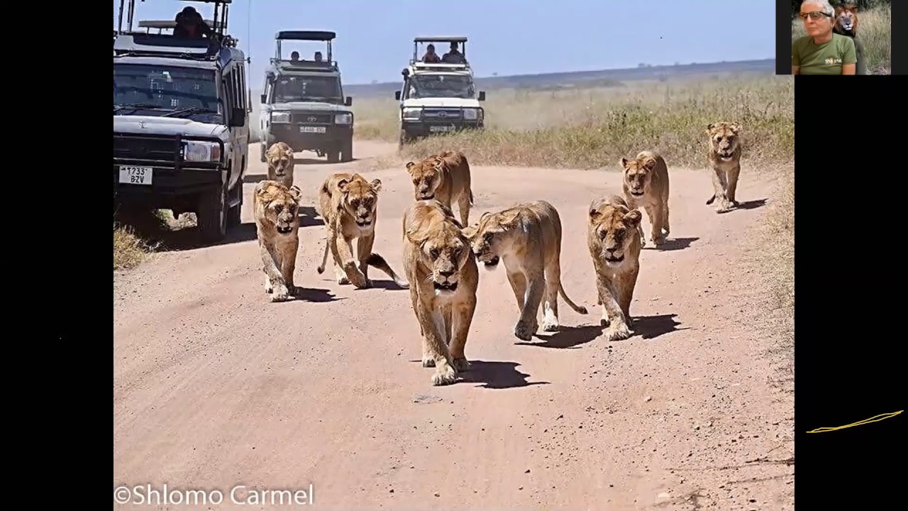 האריות טורפי העל של הסוואנה - שלמה כרמל חברת 