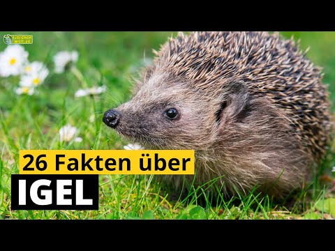 Video: Was fressen Igel? Interessante Fakten