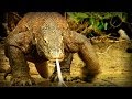 Komodo: Tierra de Dragones (documental completo)