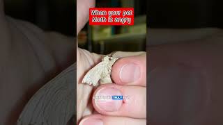 Little goober busted out of his cocoon ready to fight... #moths #moth #silkmoth #insects #animals