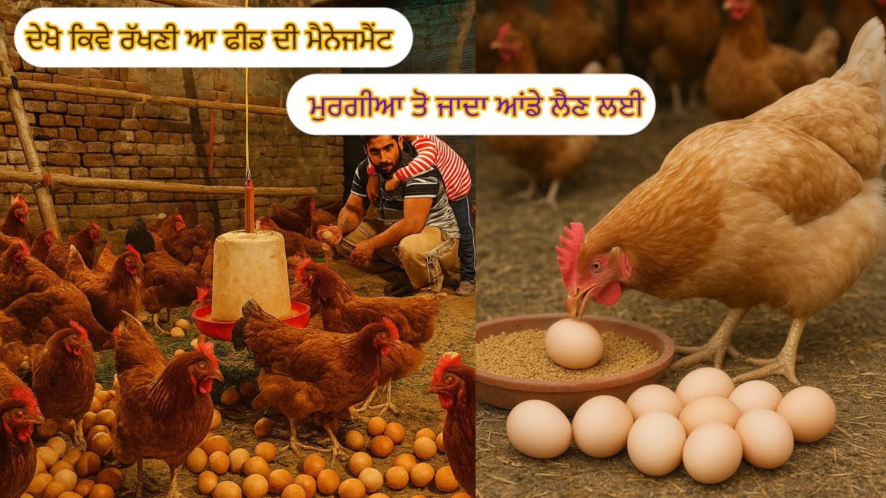ਦੇਖੋ ਕਿਵੇ ਰੱਖਣੀ ਆ ਫੀਡ ਦੀ ਮੈਨਜਮੈਂਟ ਮੁਰਗੀਆ ਤੋ ਜਾਦਾ ਆਂਡੇ ਲੈਣ ਲਈ 