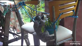 Rescued baby sloth Ziggy visits tiny Robin.  😊  Recorded:  03\/17\/23