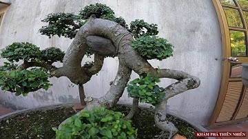 THĂM VƯỜN CÂY CẢNH NHÀ BÁC DIỄN - BỘ SƯU TẬP CÁC LOẠI CÂY CẢNH CÓ GIÁ TRỊ - Tập 1