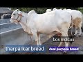 tharparkar cattle breed//bos indicus//beautiful  breed  of india and pakistan//indian cow breed