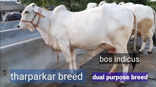 tharparkar cattle breed//bos indicus//beautiful  breed  of india and pakistan//indian cow breed