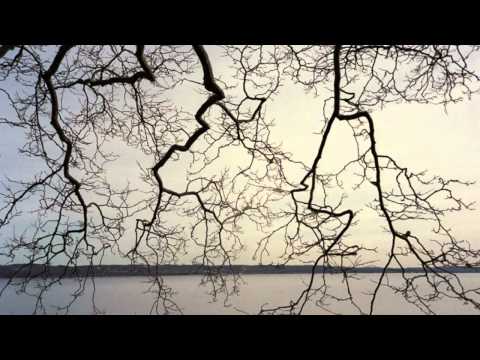 Milo Greene | Autumn Tree