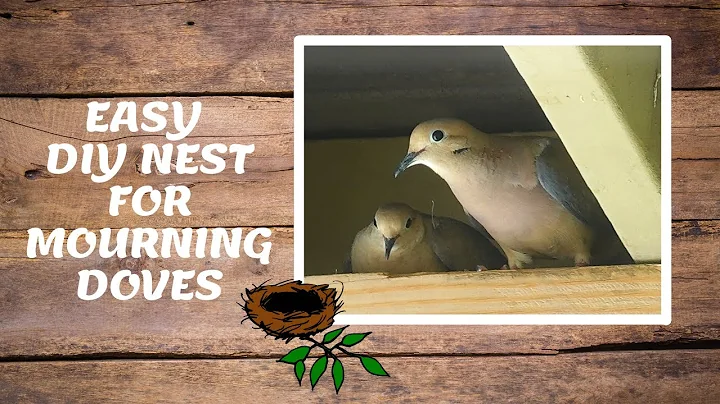 How to attract mourning doves to nest in your yard | Easy DIY nest for mourning doves| Bird watching