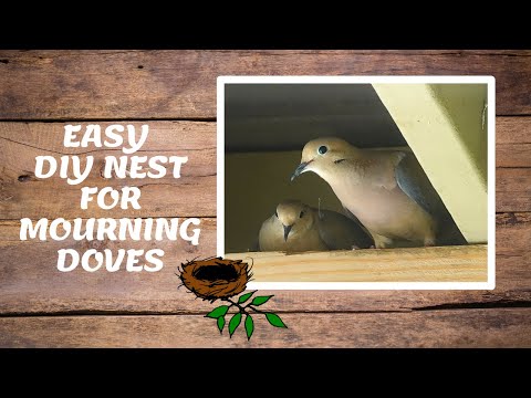 How to attract mourning doves to nest in your yard | Easy DIY nest for mourning doves| Bird watching