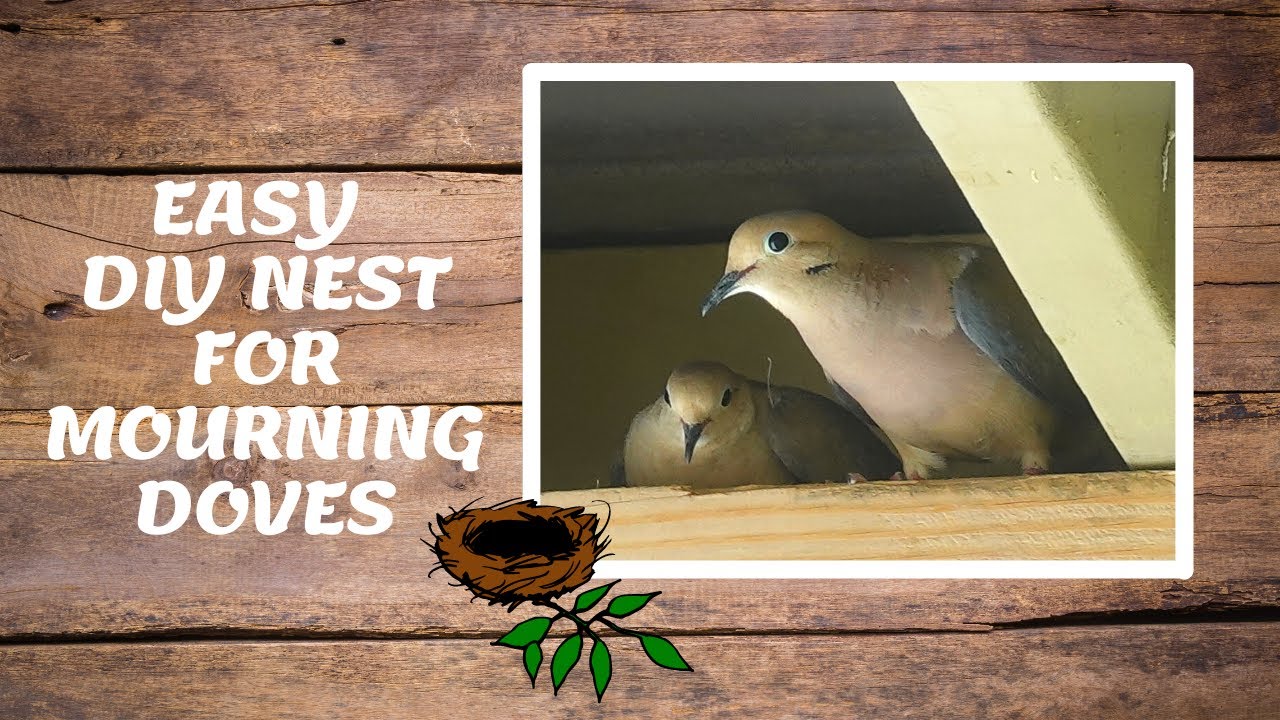 How To Attract Mourning Doves To Nest In Your Yard | Easy Diy Nest For Mourning Doves| Bird Watching