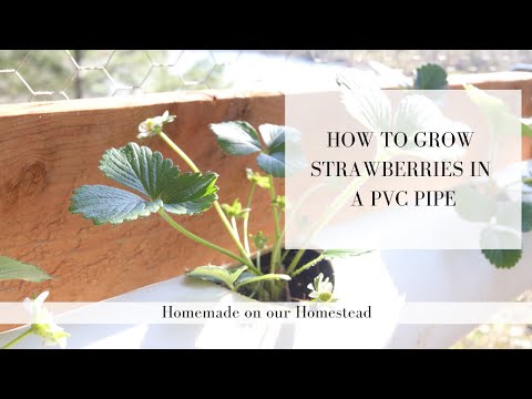 Video: Growing Strawberries Horizontally In Pipes (28 Photos): How To Plant Them In PVC Pipes? How To Properly Care For Strawberries In Order To Grow Them?
