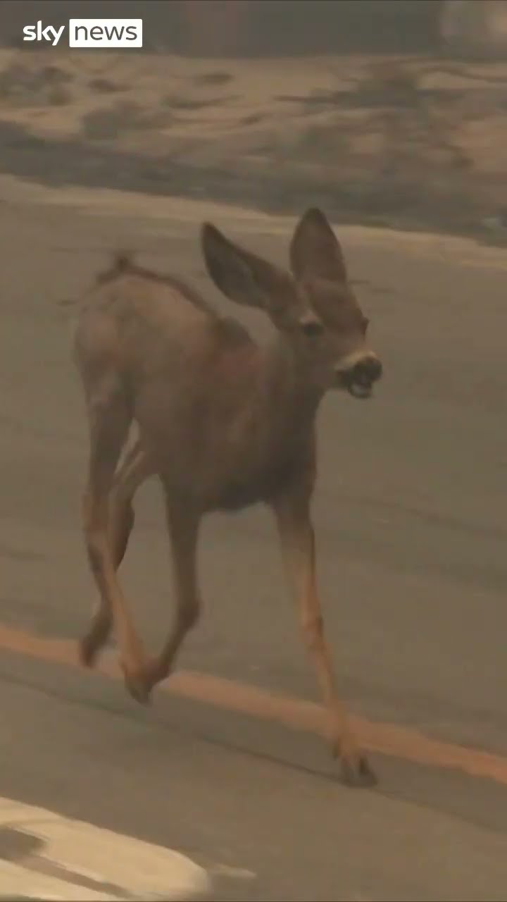 Deer seen running away from US wildfires
