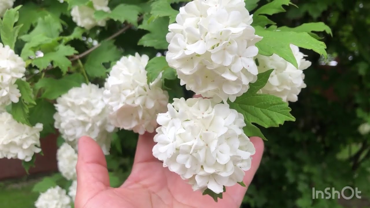 Relaxing / Music #meditation #ofwlife #relaxingmusic 