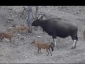 Gaur mother defending calf from Dhole