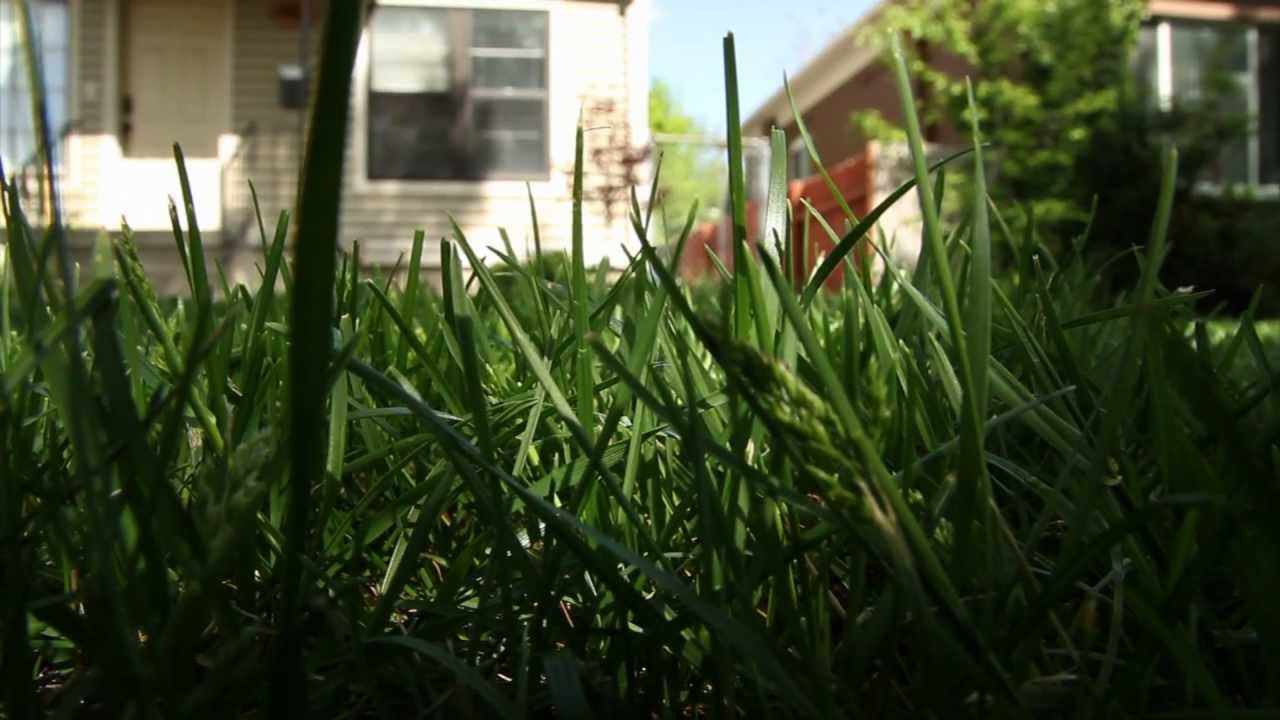 How to Over Seed Your Lawn - YouTube