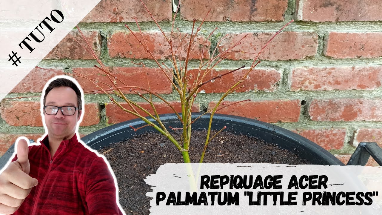 Rempotage en container d'un Acer Palmatum Little Princess
