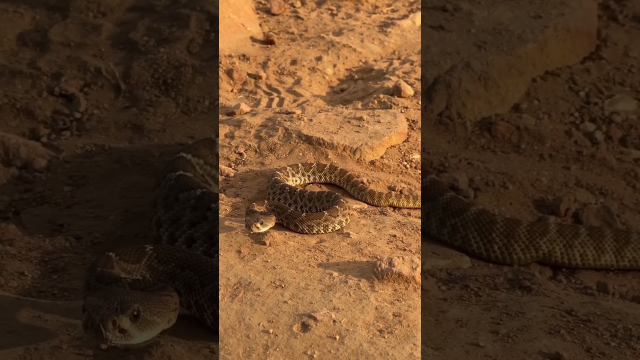 Stepped on a Rattlesnake!  Almost. Baby Red Diamond Rattlesnake. #snake #snakes #hiking #hike #love