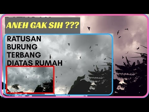 Video: Mengapa Burung Walet Terbang Rendah Sebelum Hujan Before