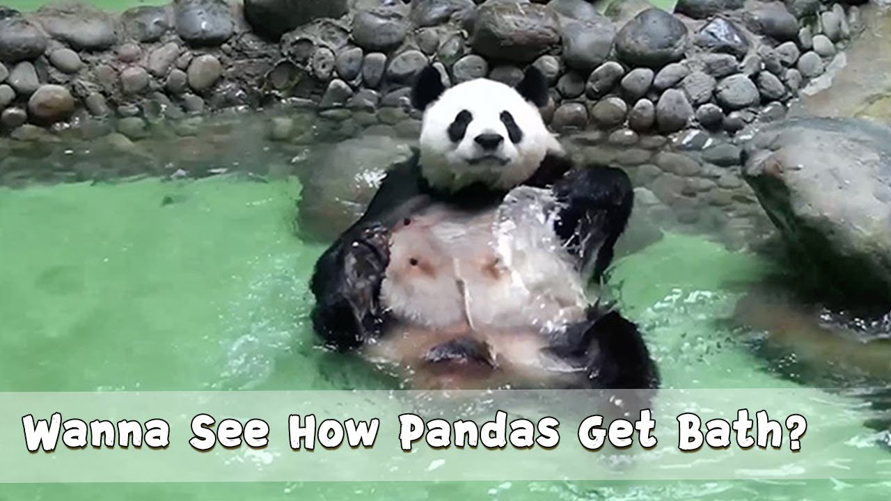 Wanna See How Pandas Get Bath? | iPanda