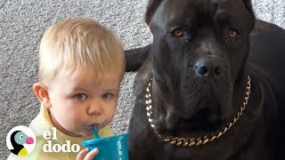 Baby grows up with a 125-pound dog | Soulmates | The Dodo