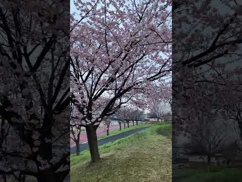 汐入公園　大寒桜　✿　荒川区　南千住　芝生　土手　☆　東京スカイツリー　♬　2024年　3月9日　☀　早朝　さくら　桜  @iamshinya777