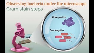 Gram staining bacteria- what it is, how it works and why doing it well matters